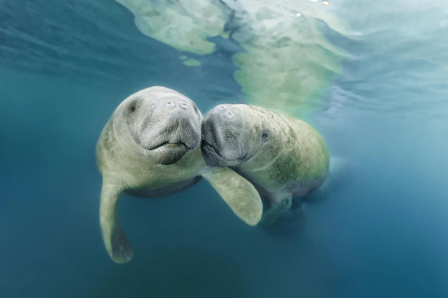 Manatee